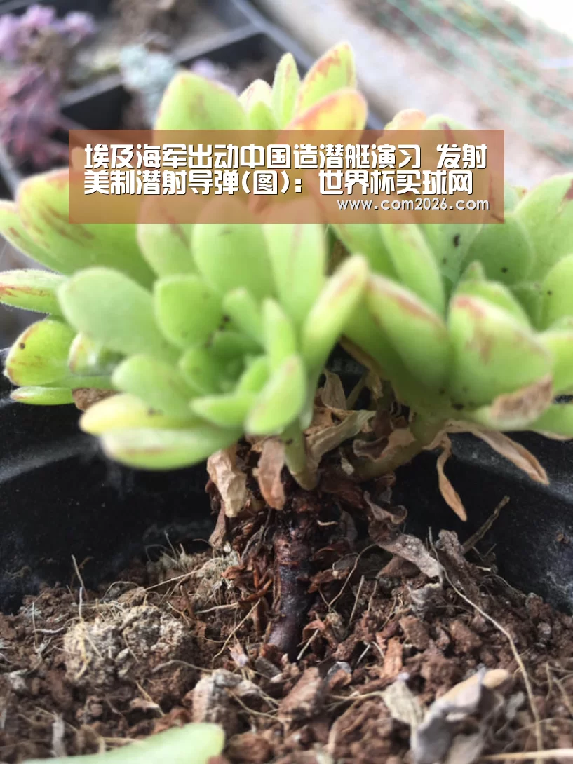 埃及海军出动中国造潜艇演习 发射美制潜射导弹(图):世界杯买球网站(图1) 2026世界杯