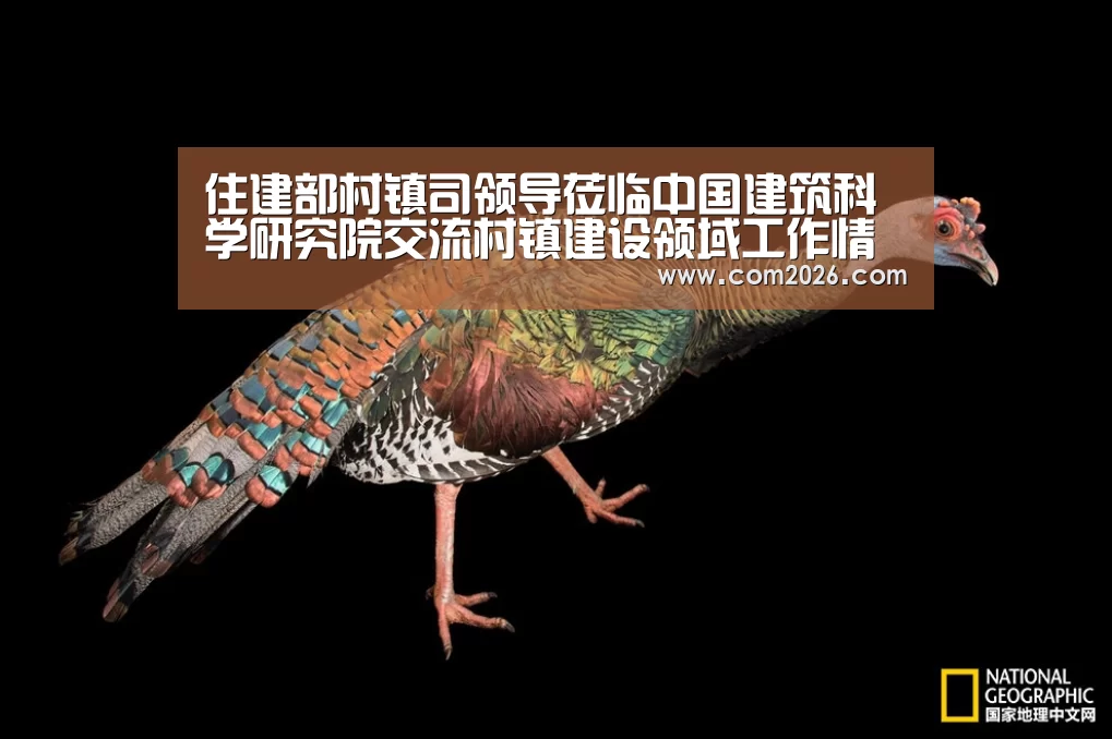 世界杯投注
